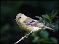 _3SB6999 lesser goldfinch female